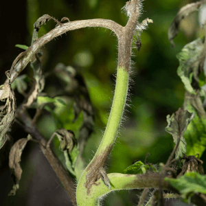 Difesa piante Phytophthora
